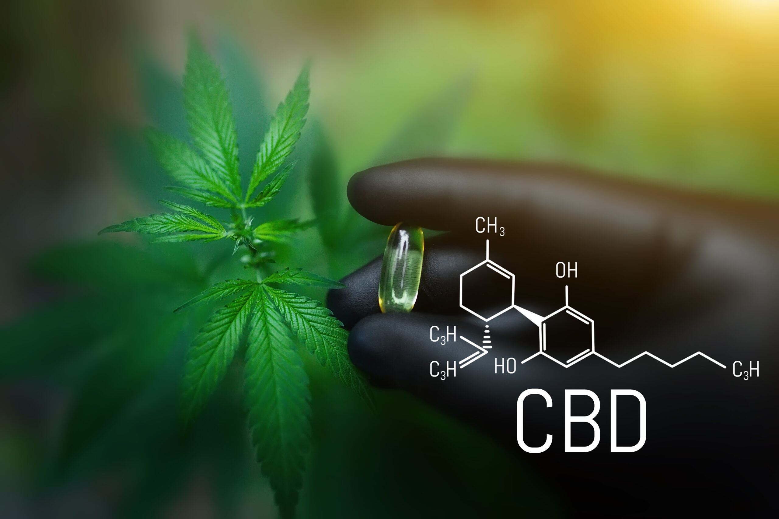 Full Spectrum CBD plant and hand holding a softgel